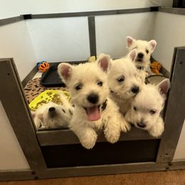 West Highland White Terrier Puppies from Must Love Westie Dogs