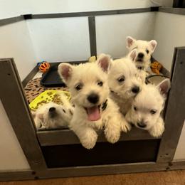 West Highland White Terrier Puppies from Must Love Westie Dogs