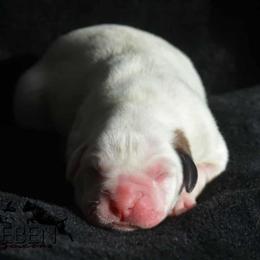 Boon - White female Boxer puppy in Earlsboro, Oklahoma from Lieben Boxers