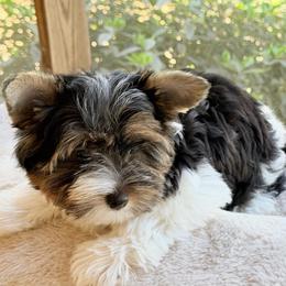 Remi-boy  2250 AKC - Black tan and white male Biewer Terrier puppy in Douglas, Georgia from Heartland small breeds