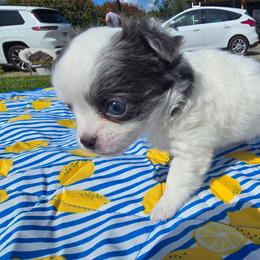 Cosmic - White female Chihuahua puppy in Amity, Pennsylvania from Baxters Chihuahuas