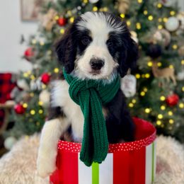 CASH Cashmere - male Australian Mountain Doodle puppy in Taylors, South Carolina from Aspen Mountain Doodles LLC