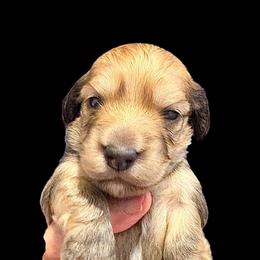 AKC Ch Sired Cream Male - Cream male Dachshund puppy in Medina, Ohio from STORIED DOXIES