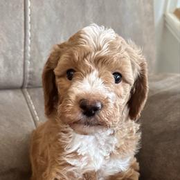 Iron Man-Black - Red  male Goldendoodle puppy in Asheboro, North Carolina from Southern Bred Pups