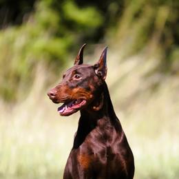 Reaper - Doberman Pinscher