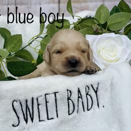 Golden Retriever Puppies from All shades Golden