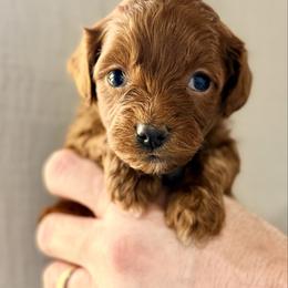 Lime Green Girl - Red  female Goldendoodle puppy in Philadelphia, Mississippi from Oakie Doodles