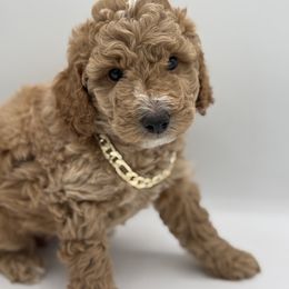 Kenzo - Apricot Poodle puppy in New Jersey from Lavishly Loved Pets LLC