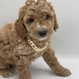 Kenzo - Apricot Poodle puppy in New Jersey from Lavishly Loved Pets LLC