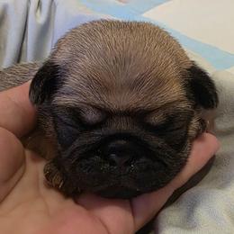 Purple Collar Girl - Fawn female Pug puppy in New Braunfels, Texas from Kex Pug Haus