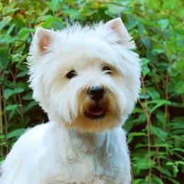 Welsh Terriers and West Highland White Terriers from Peggy’s Terriers