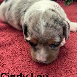 Cindy Lou - Black and tan female Dachshund puppy in Lexington, Oklahoma from Terry's Dachshunds (BooneDox Mini Dachshunds)