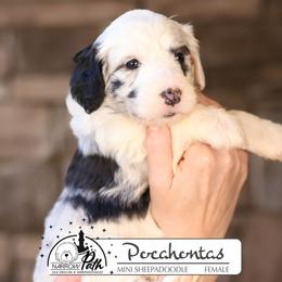 Pocahontas - Blue merle and white female Sheepadoodle puppy in Cleveland, Tennessee from Narrow Path Old English & Sheepadoodles
