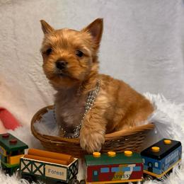 Armani - Gold male Yorkshire Terrier puppy in Howe, Oklahoma from Ray Holder