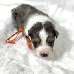 Titan - Blue merle male Australian Shepherd puppy in Vail, Iowa from Homegrown Huskies