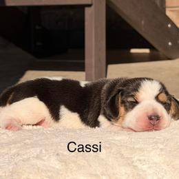 Cassi - Black tan and white female Beagle puppy in Mansfield, Missouri from Rippee Creek Kennel