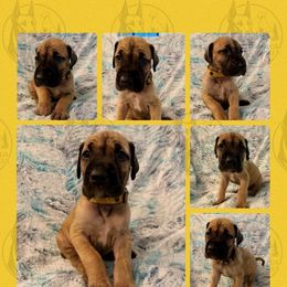 Chip - Fawn male Great Dane puppy in Longview, Texas from Noctua Kennels