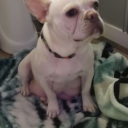 Sugar - French Bulldog