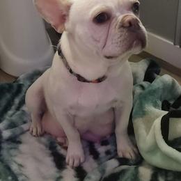 Sugar - French Bulldog