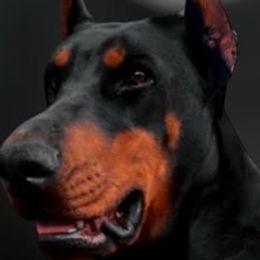 Doberman Pinschers from Valois Suprême Dobermanns