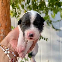 Maisey - Blue female Australian Cattle Dog puppy in Sahuarita, Arizona from A2 Australian Cattle Dogs