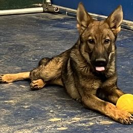 K-9 Hunter - Sable male German Shepherd puppy in Sierra Vista, Arizona from KnightWatch K-9
