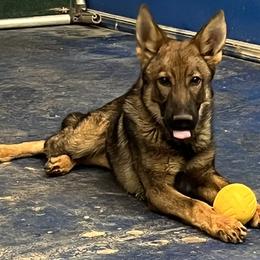 K-9 Hunter - Sable male German Shepherd puppy in Sierra Vista, Arizona from KnightWatch K-9