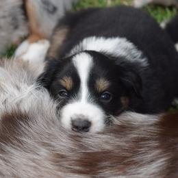 Australian Shepherd Puppies from Glacier Aussies