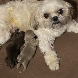 Shih Tzu Puppies from LaDawn’s Little Lions