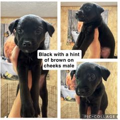 Mountain Feist Puppies from Campbell’s Feist