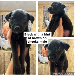 Mountain Feist Puppies from Campbell’s Feist