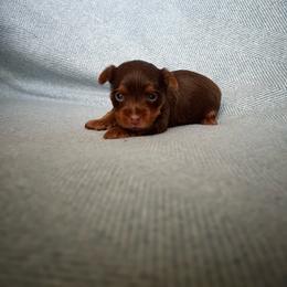 Hazel - Chocolate and tan female Yorkshire Terrier puppy in Kissimmee, Florida from The Yorkie House