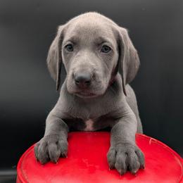 Iris - Blue female Weimaraner puppy in Evart, Michigan from Drehbar Weimaraners