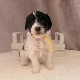 BabyRuth - Black and white female Bernedoodle puppy in Luana, Iowa from Country View Bernedoodles and Goldendoodles