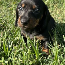 Girl 1 - Blue and tan female Dachshund puppy in Gilbert, South Carolina from Gena’s Dachshunds