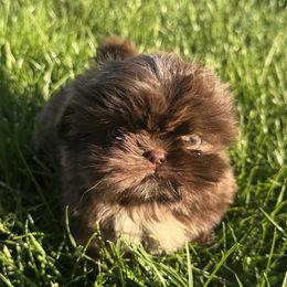 Boy 1 - Tricolor male Shih Tzu puppy in Howell, Michigan from Animal Crackers