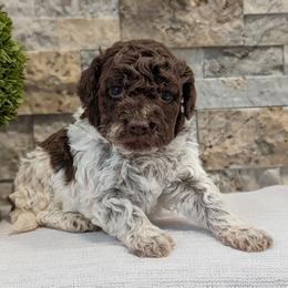Nova - Brown female Lagotto Romagnolo puppy in West Jordan, Utah from Salt Lake Lagotto