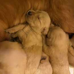 Golden Retriever Puppies from Hearth & Homestead