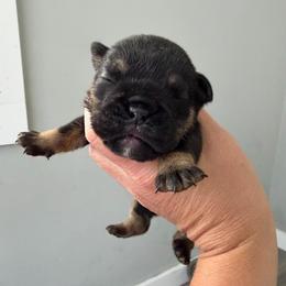 Boy 2 - Black tri-color male Bulldog puppy in Hobe Sound, Florida from Amanda’s Bullies