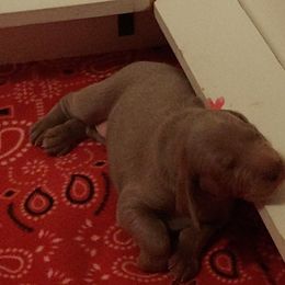 Camilla - Gray female Weimaraner puppy in Cahone, Colorado from Diamond MK Weimaraners