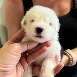 Olipop - Gray and white female Old English Sheepdog puppy in Bristol, Indiana from Ridgeruns OES