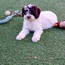 Peppermint Patty - Chocolate female Australian Labradoodle puppy in Atascadero, California from Classic Poodles and Doodles