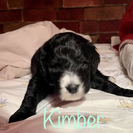 Poodle Puppies from Amanda Winrotte