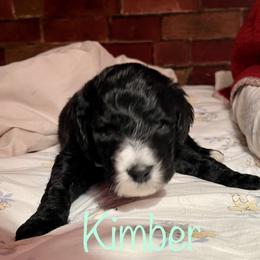 Poodle Puppies from Amanda Winrotte