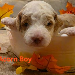 Acorn - Parti male Goldendoodle puppy in Orange Park, Florida from Evergrace Farm Doodles