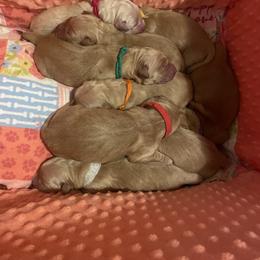 Girl 3 - female Golden Retriever puppy in Portland, Oregon from Joyfully Golden
