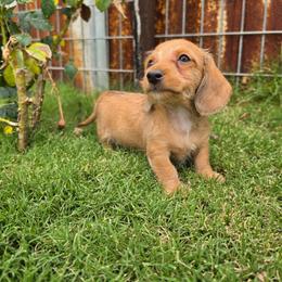 Quinn - Red male Dachshund puppy in Florence, Arizona from Doxie Town Az