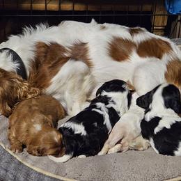 Cavalier King Charles Spaniel Puppies from Critter's Cottage Cavaliers