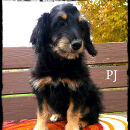 PJ - Black phantom male Aussiedoodle puppy in Farley, Iowa from Iowa's Doodle Co.