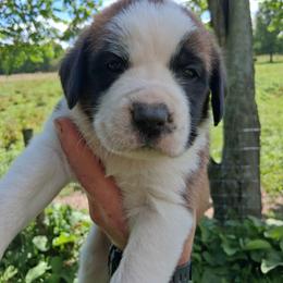 Madina - Brown and white female Saint Bernard puppy in Kinsman, Ohio from Coleman Saint Bernards of Ohio